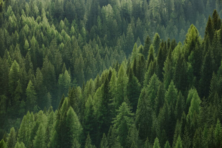 Lush green coniferous forest in Canada, representing natural resources and environmental sustainability for Young Canadians for Resources.